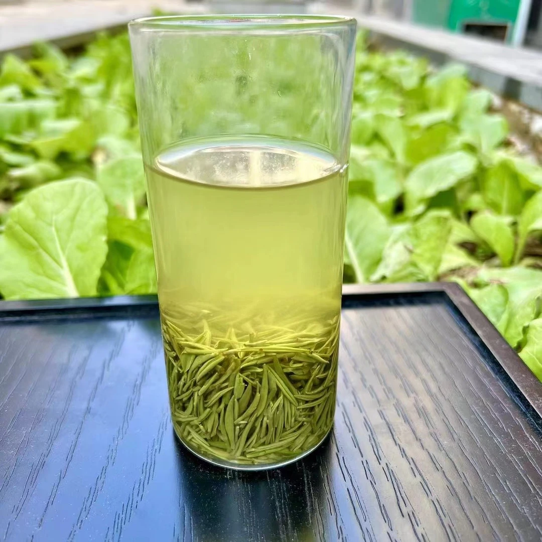 （茶小倩）信阳毛尖  春茶小芽 2023年新茶