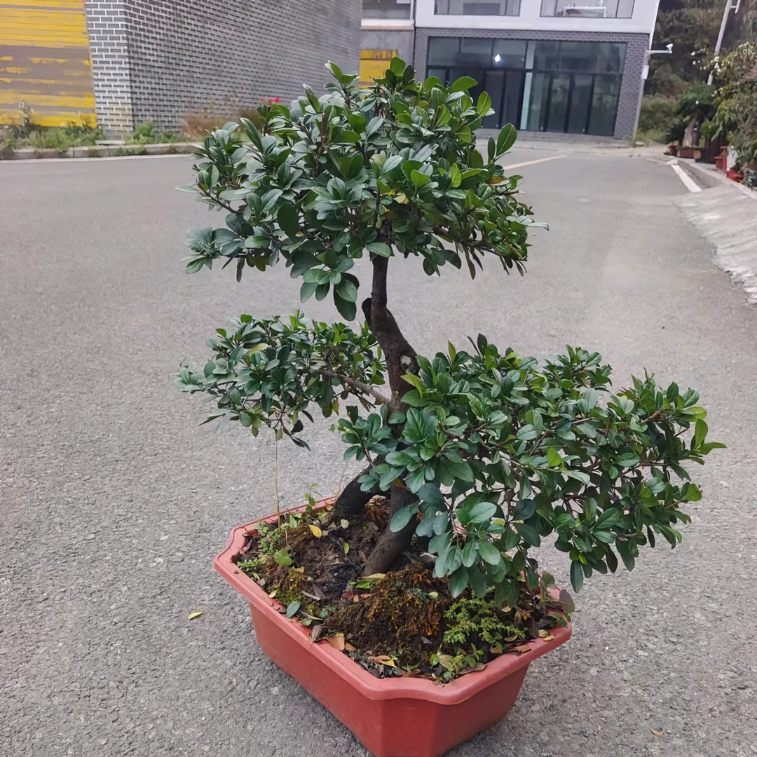 老雷盆景，铁马鞭