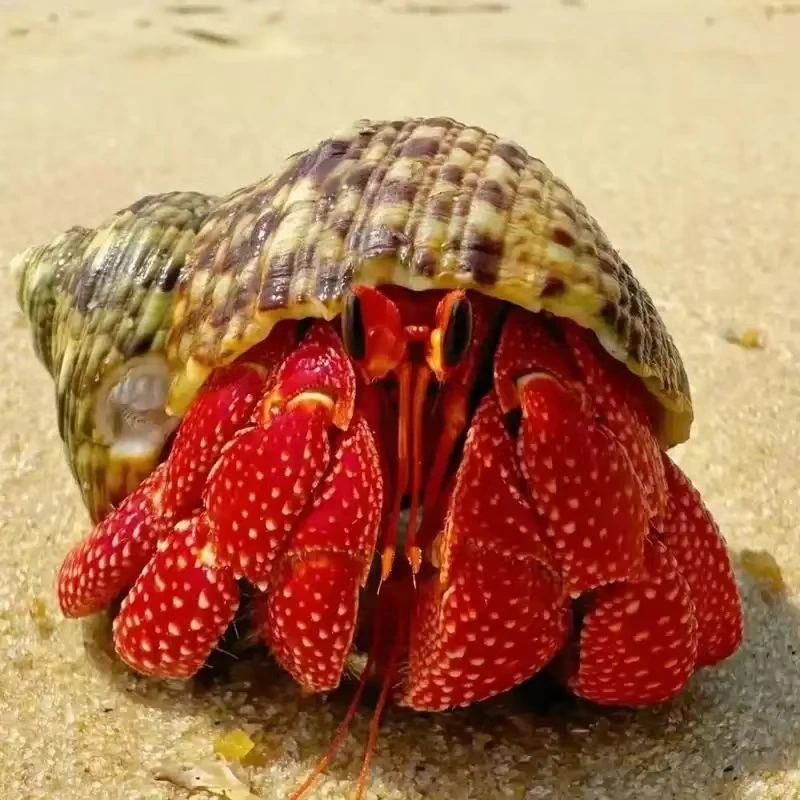 寄居蟹豆丁灰白里拉短腕黑莓紫陆白草草莓