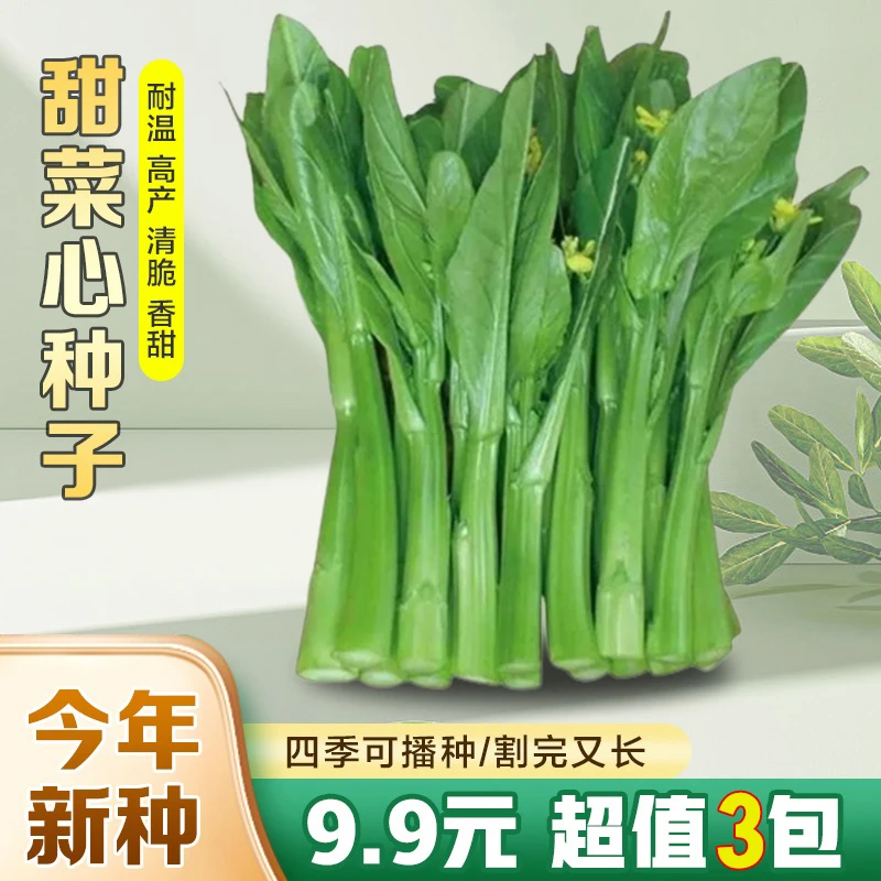 蔬菜种子速生四季菜心种子广东四九菜心油青菜心耐高温蔬菜籽高产