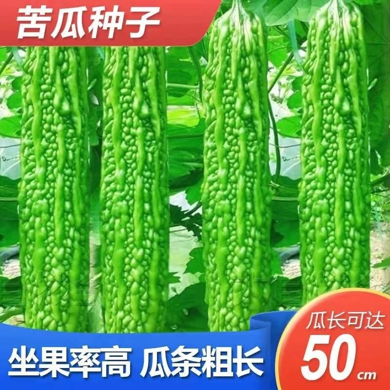 【5包仅1块】高产早熟青皮绿苦瓜种子翠绿疙瘩特级苦瓜种籽四季春