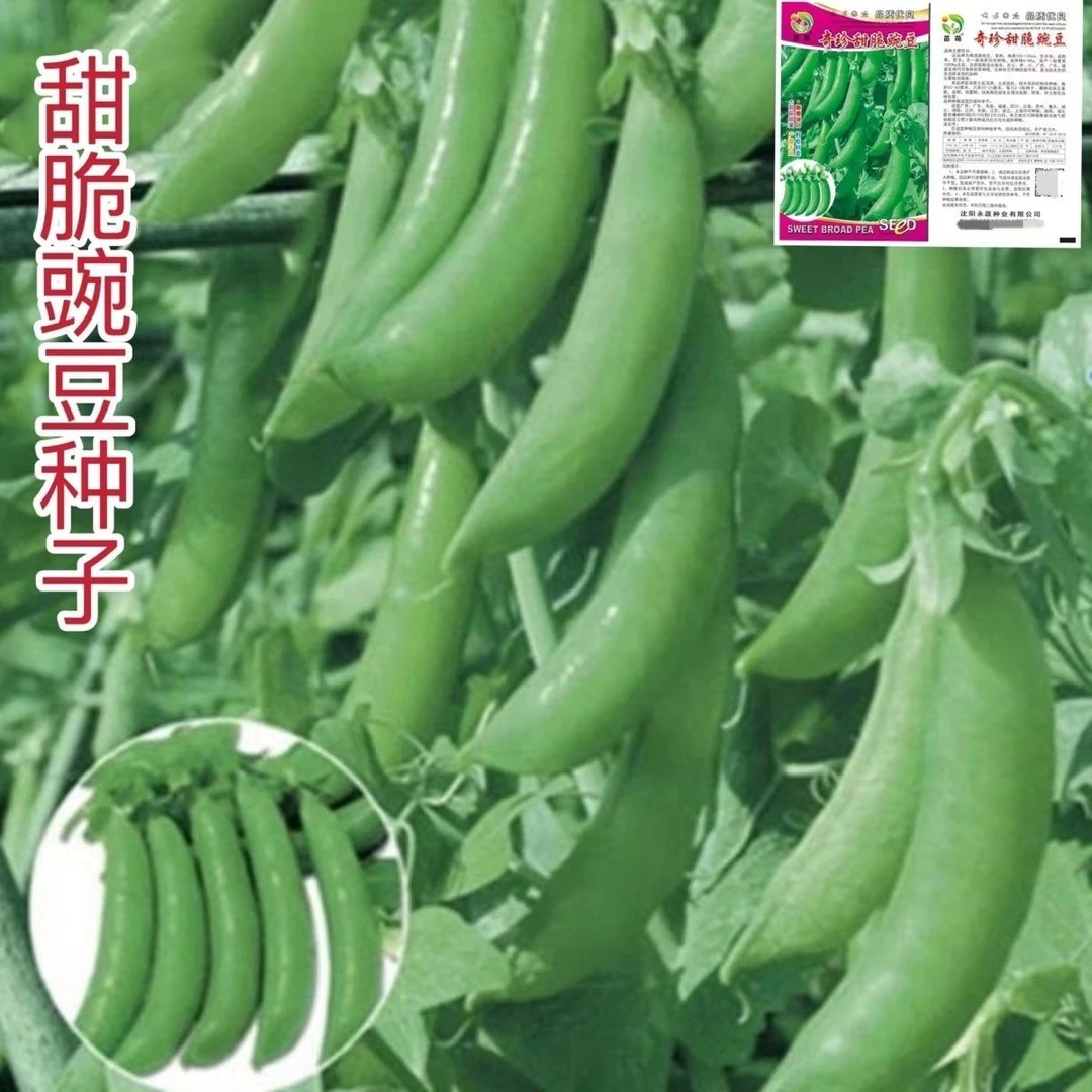 【5包仅1块】甜豌豆种子水果型脆可生吃菜豌豆大荚青豆甜豌豆尖四
