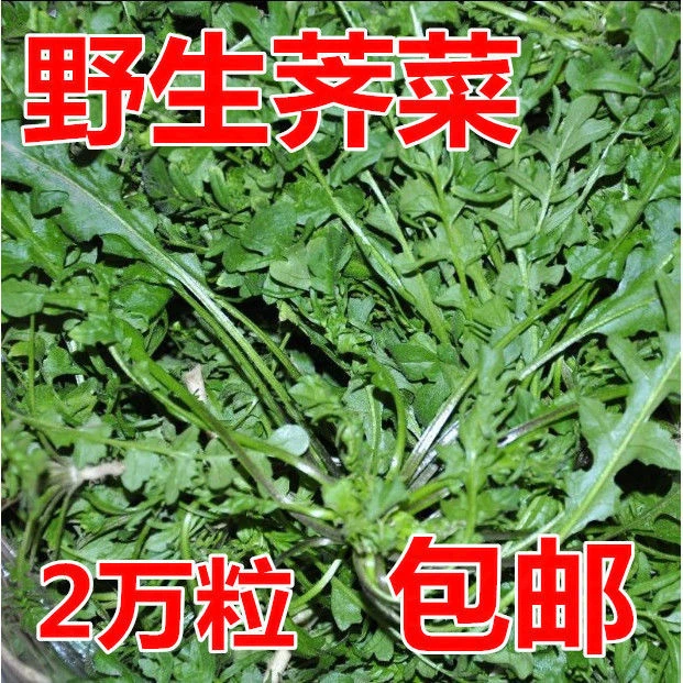 【5包仅1块】野荠菜种籽 春冬季耐寒野菜野生荠菜种子阳台专用四季
