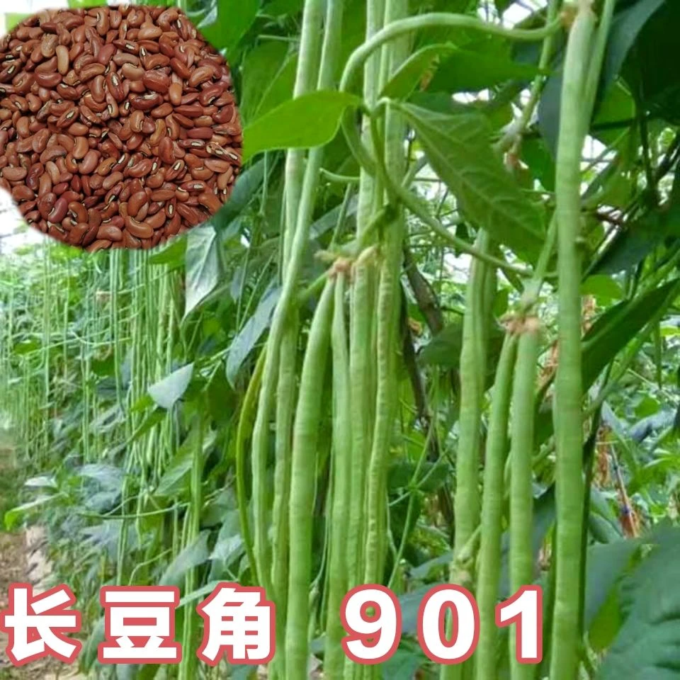 【5包仅1块】特长901绿豆角种子绿条豇豆翠绿色超长豆角大棚露天基