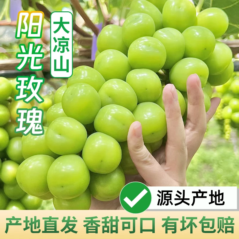 大凉山阳光玫瑰葡萄新鲜水果源头产自阳光城西昌颗粒饱满香甜多汁