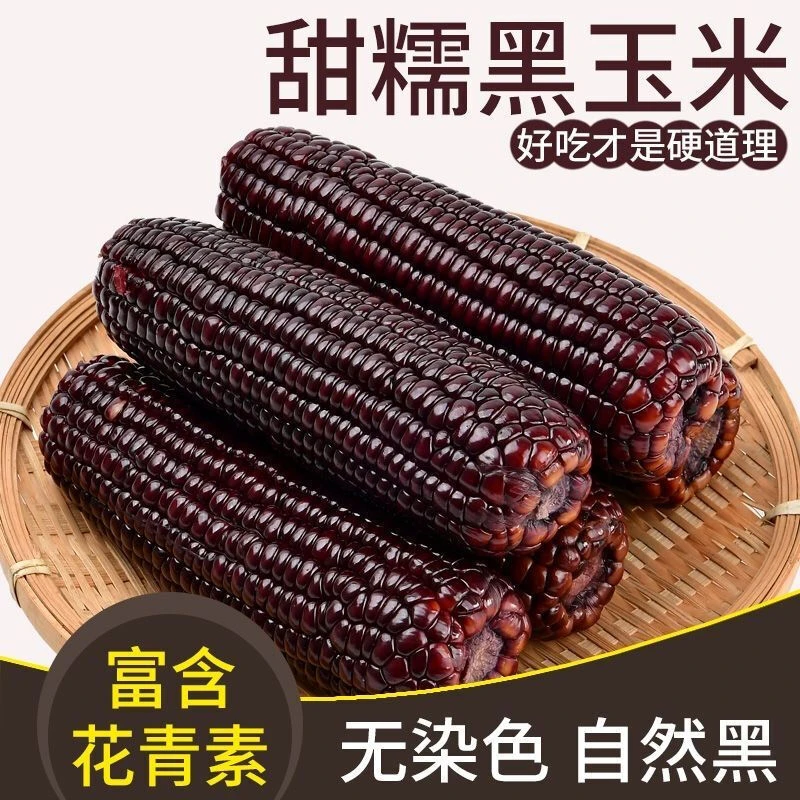 东北黑糯玉米黑土非转零添加零防腐减脂精选10支2000g以上一大箱