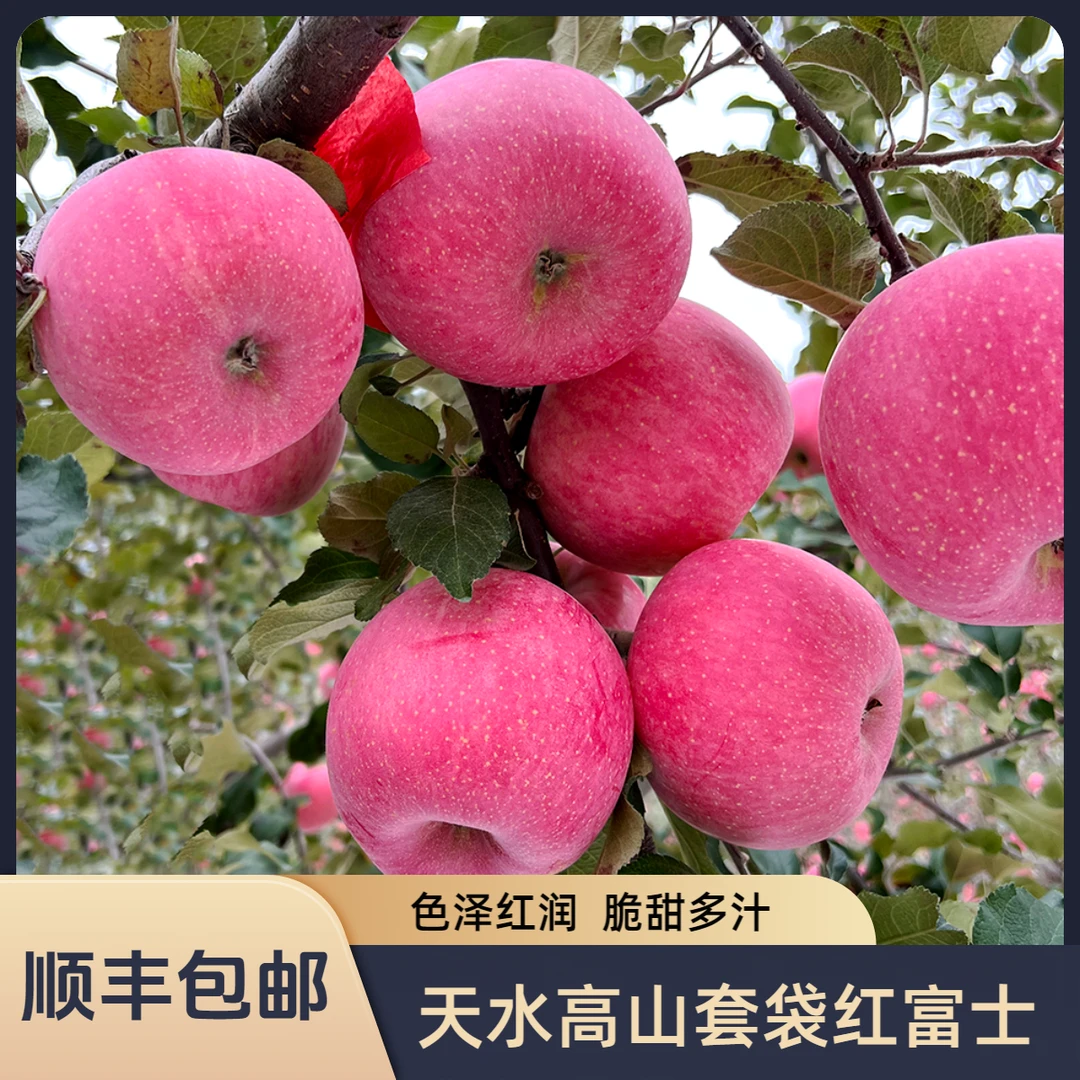 【顺丰包邮】甘肃天水高山套袋红富士2024应当季5-9斤