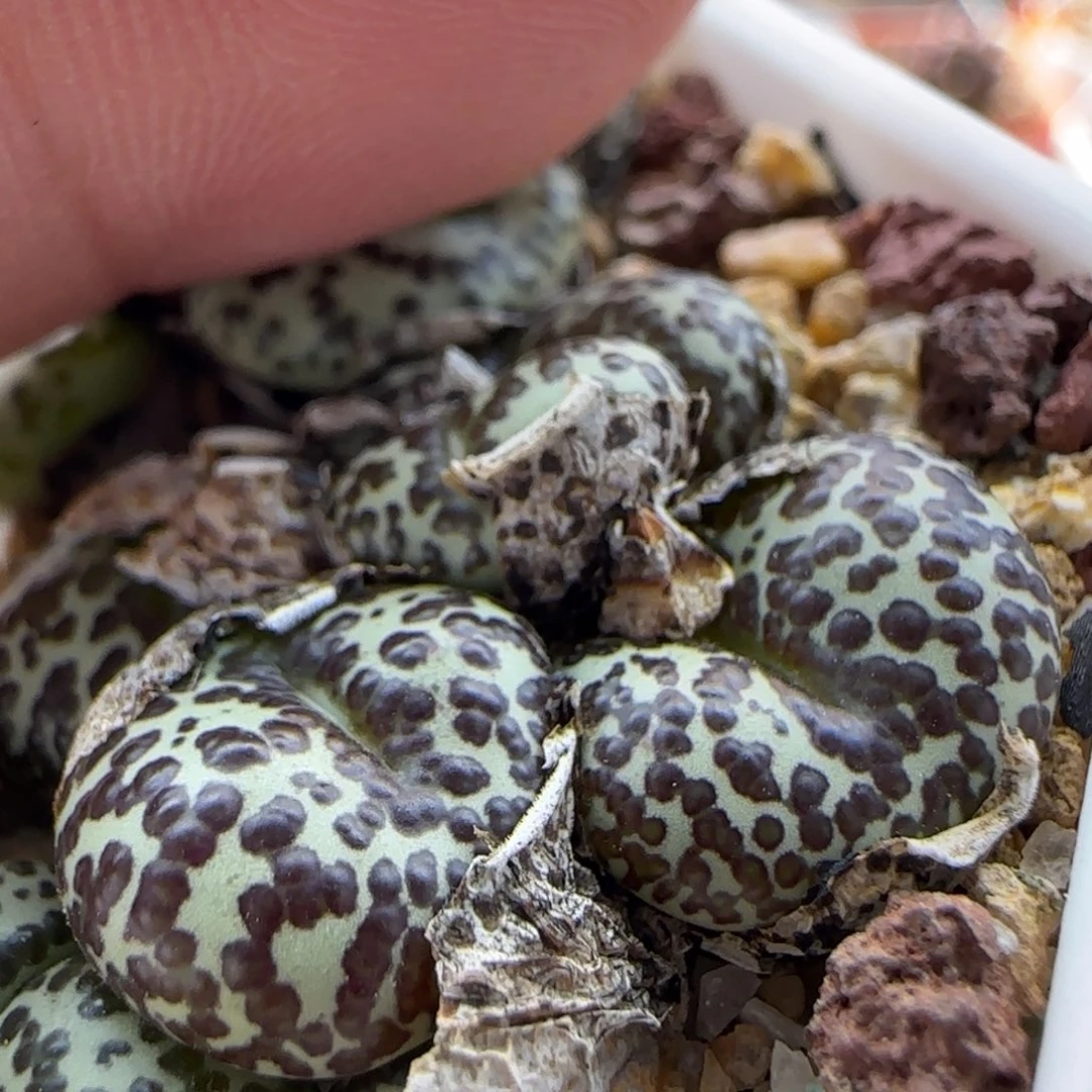 3492 大白多肉植物园