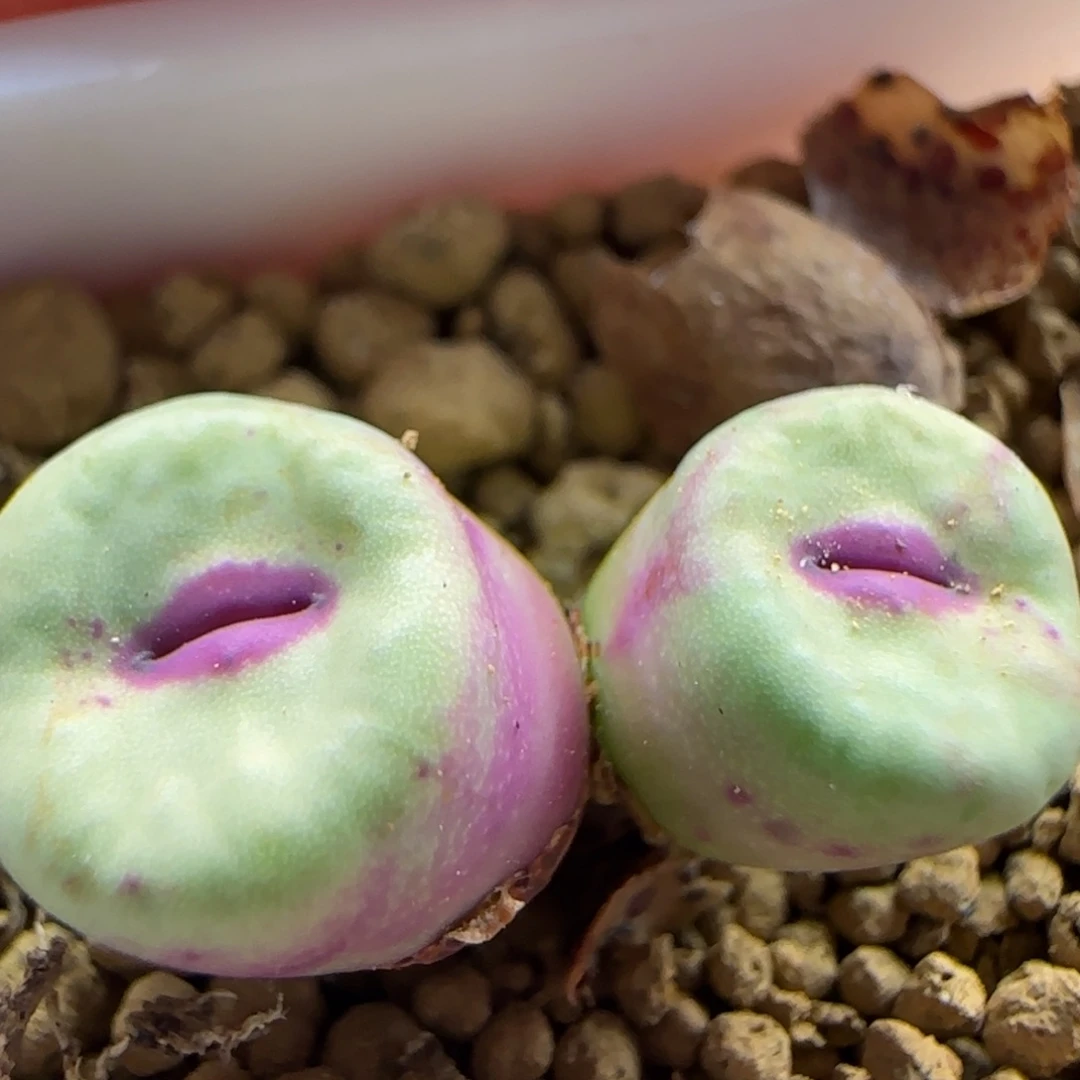 3405 大白多肉植物园