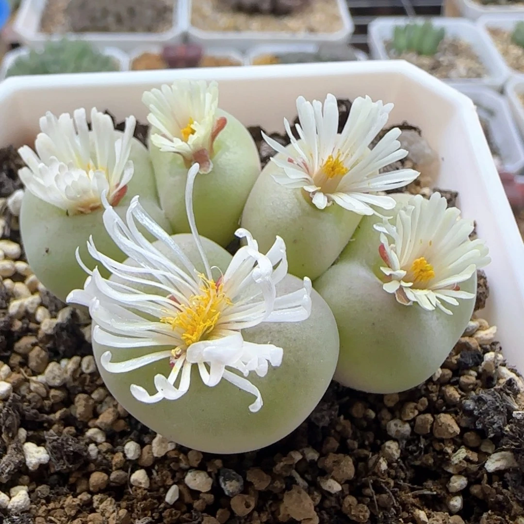 兜***丨3119 大白多肉植物园