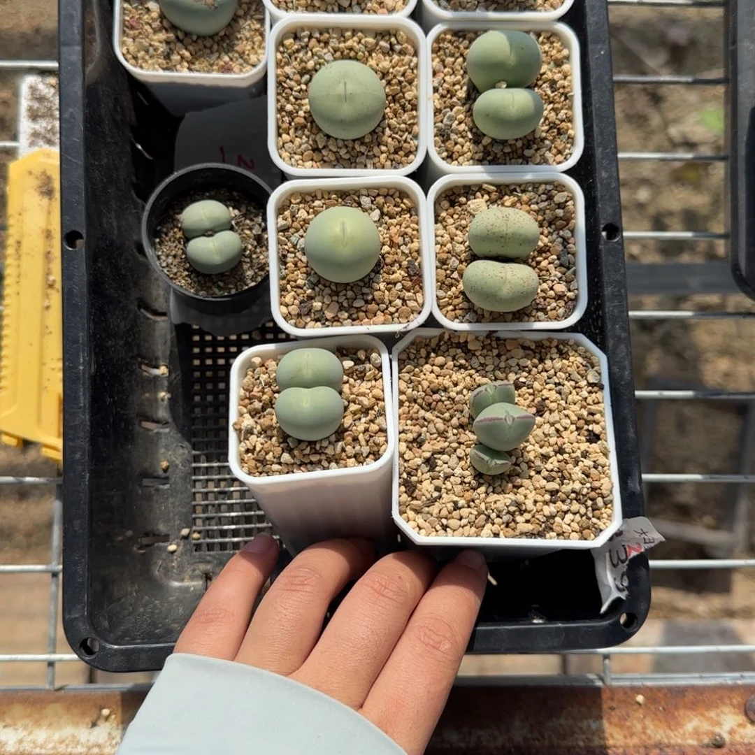 王****子280 大白多肉植物园