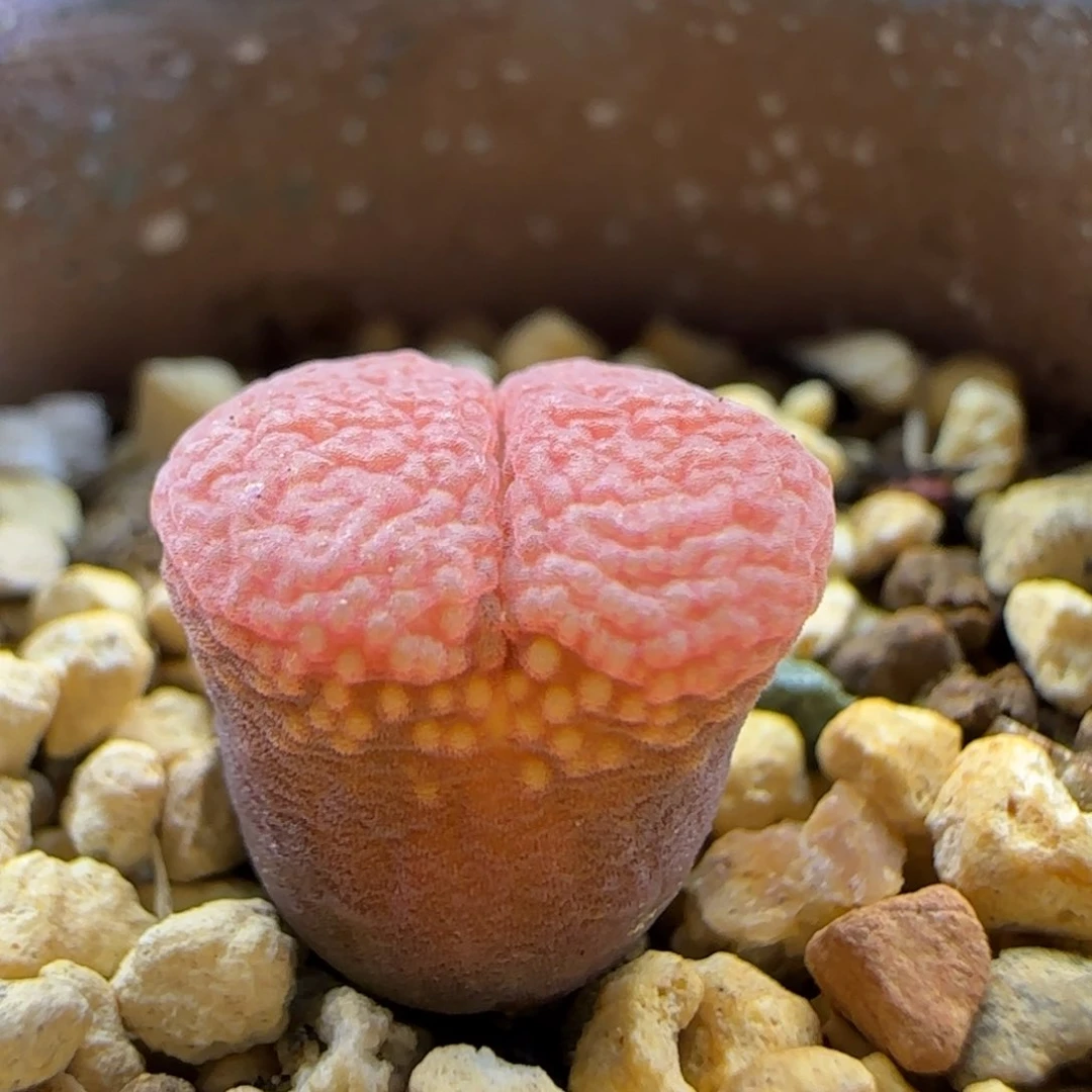 3414 大白多肉植物园