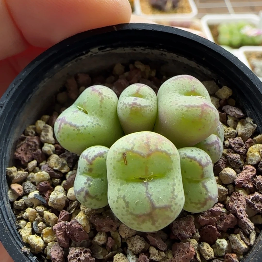 3461 大白多肉植物园