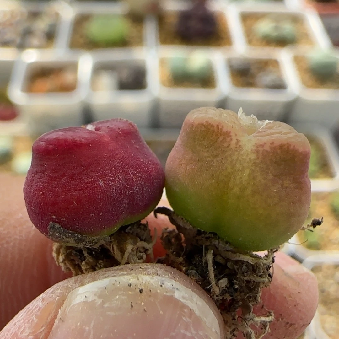 3494 大白多肉植物园