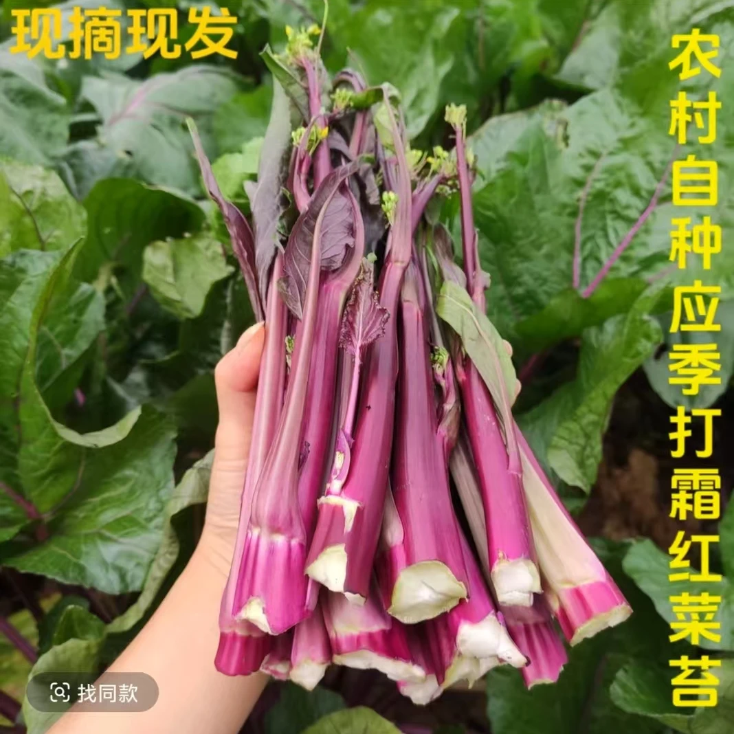 湖南正宗红菜苔新鲜农家菜自重菜苔紫菜苔当季时令蔬菜一叶菜农家
