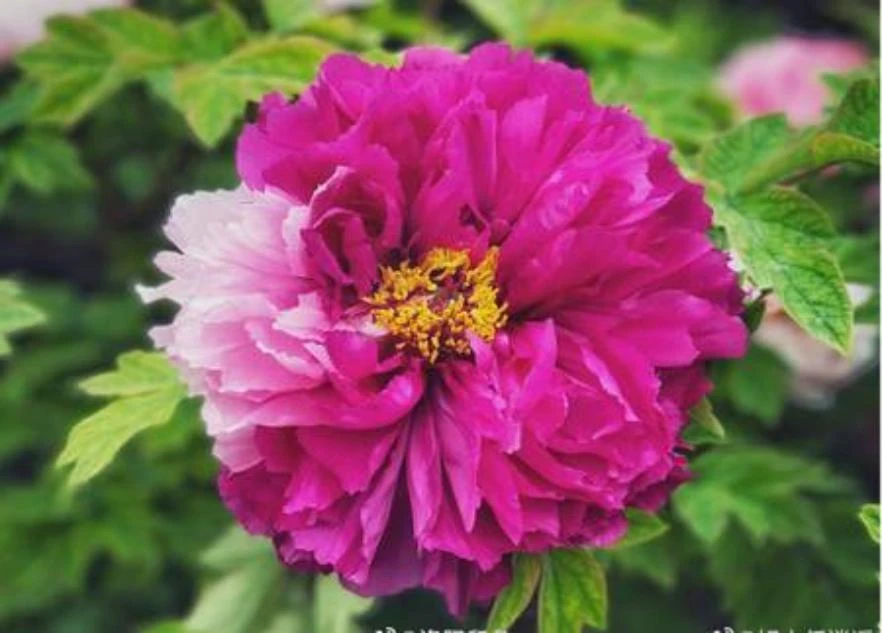 【花二乔】盆栽重瓣牡丹庭院阳台地栽盆栽耐寒观赏木本趣味春季