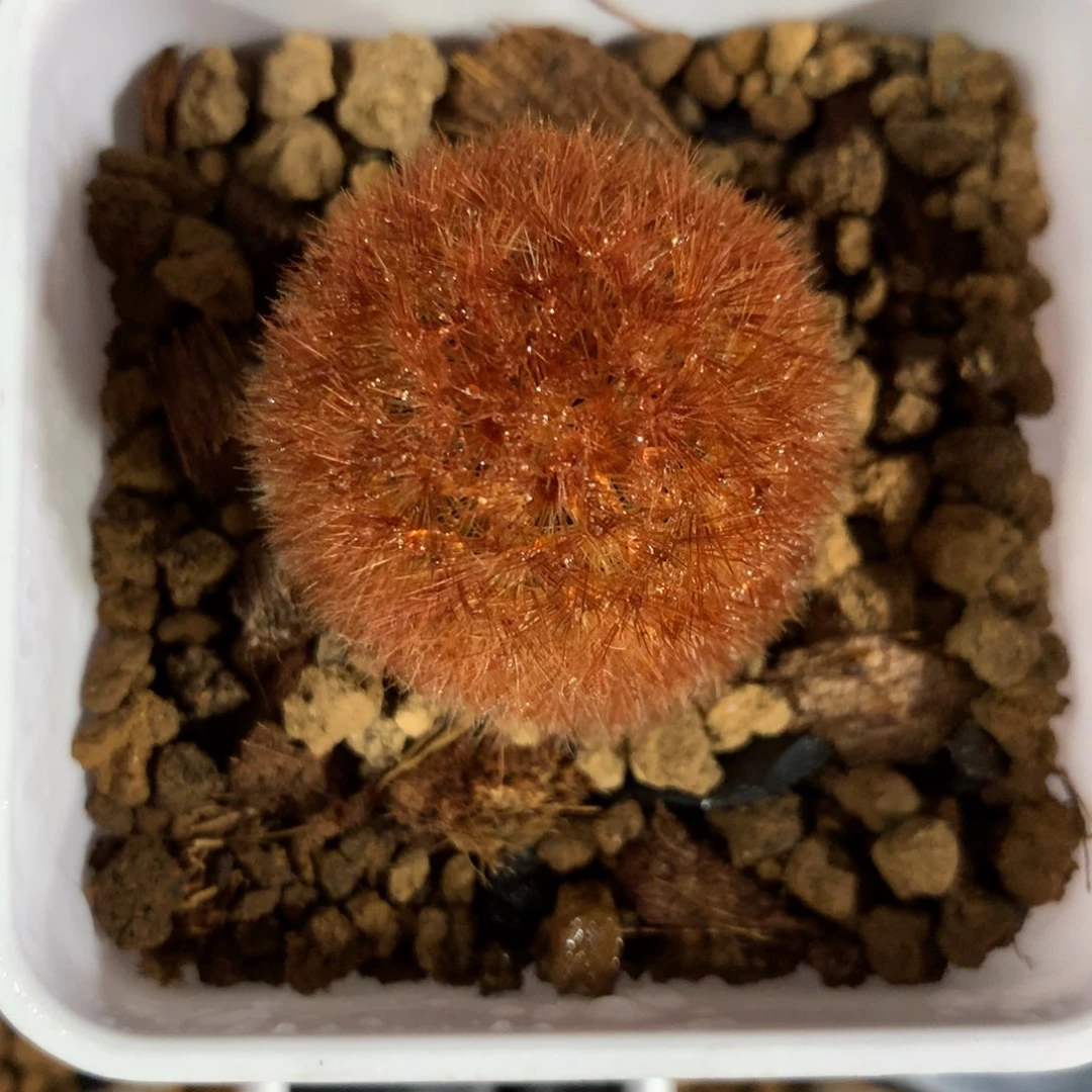 泰系实生密刺嘉文