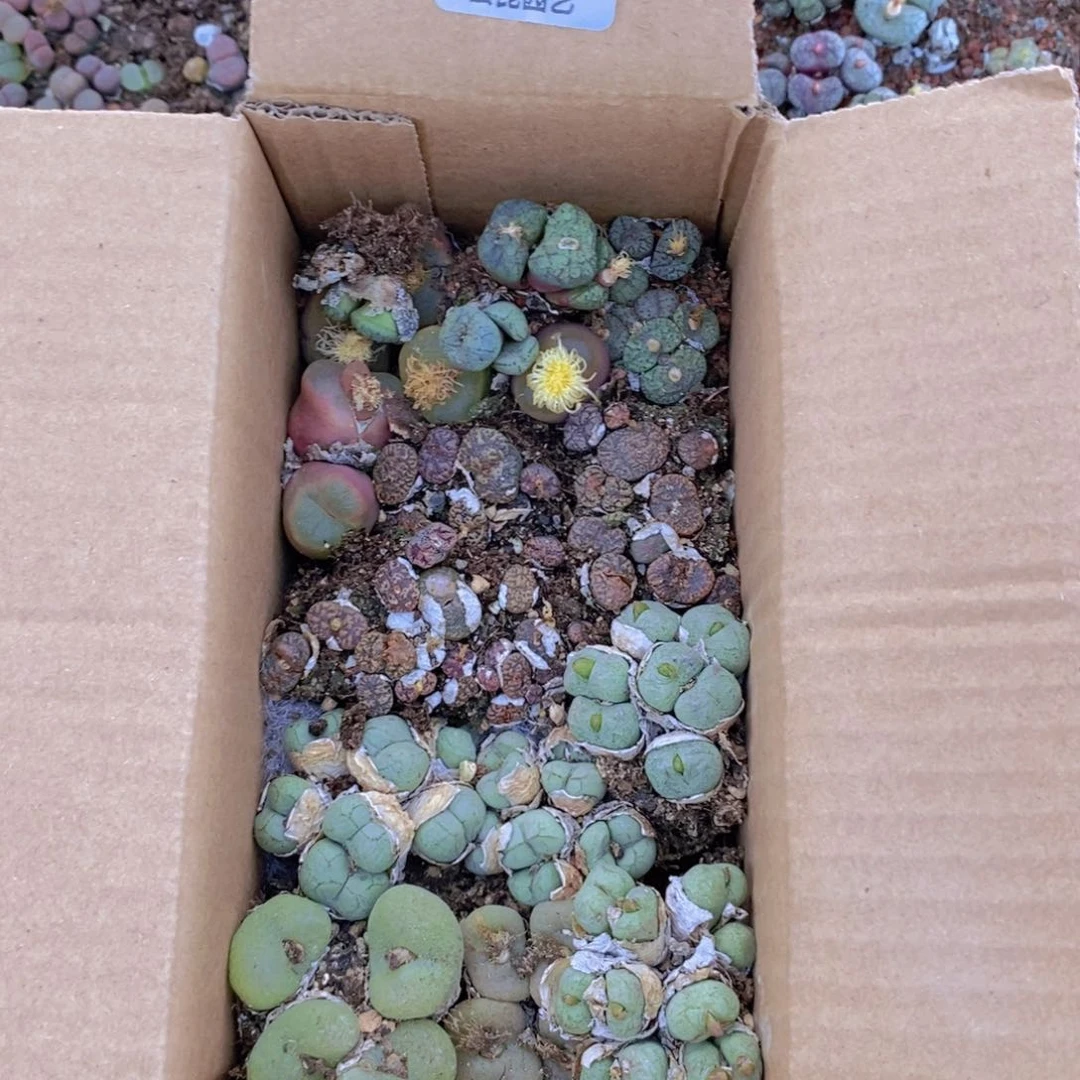 量拍  全肉锥 09  一整箱 两层