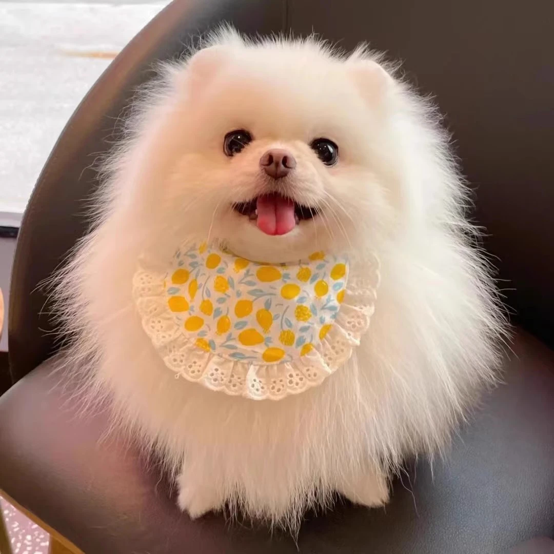 猫咪围兜大型犬围巾项圈纯棉可爱针织狗狗围脖博美生日口水巾夏季