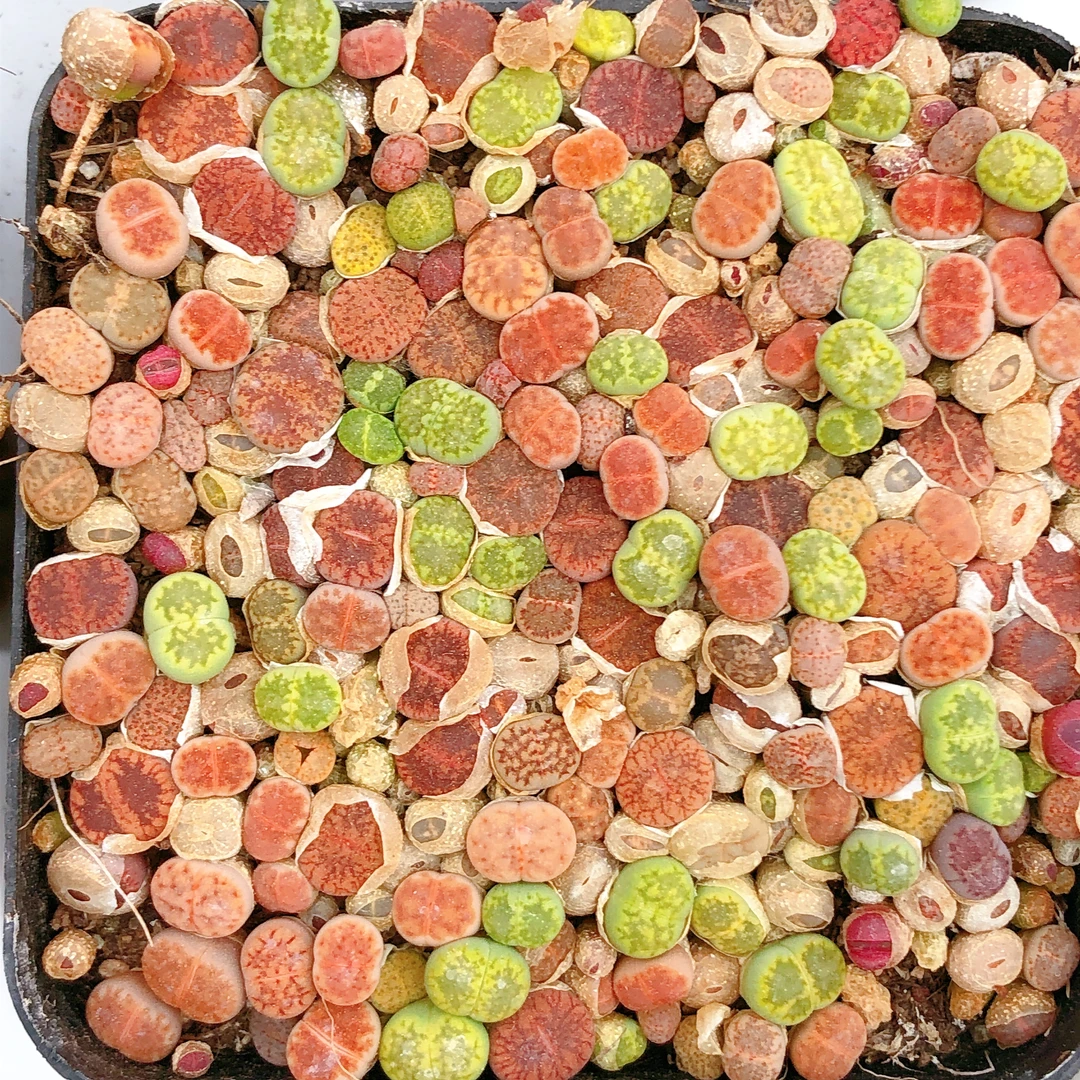 多肉植物   生石花彩拼组合一盆       满28包邮除偏远
