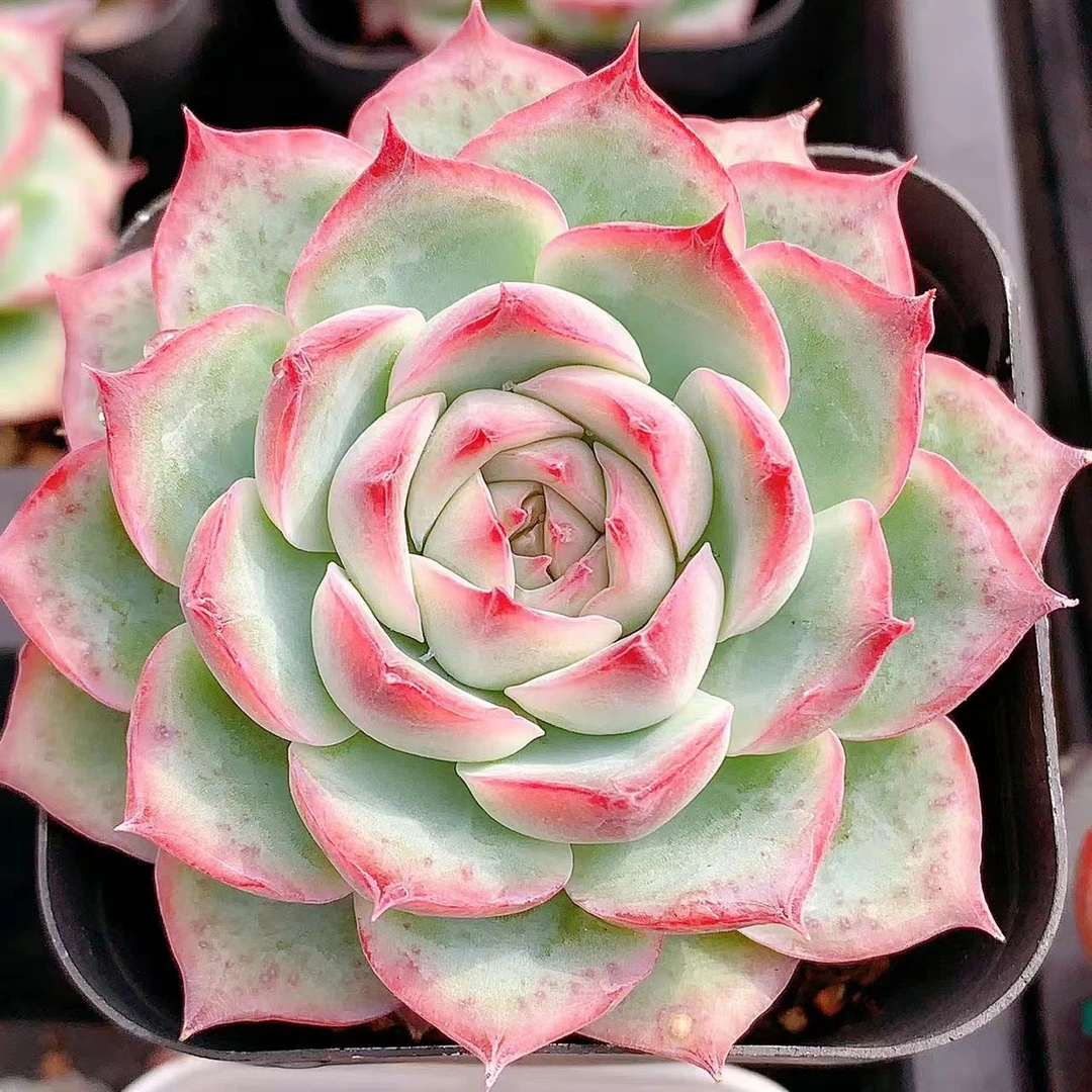 多肉植物   单头侧影一颗（尺寸5左右）满28包邮除偏