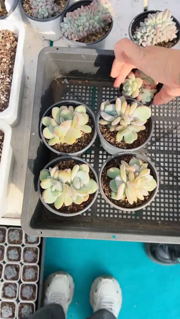 【闪购商品】三头奶茶一颗