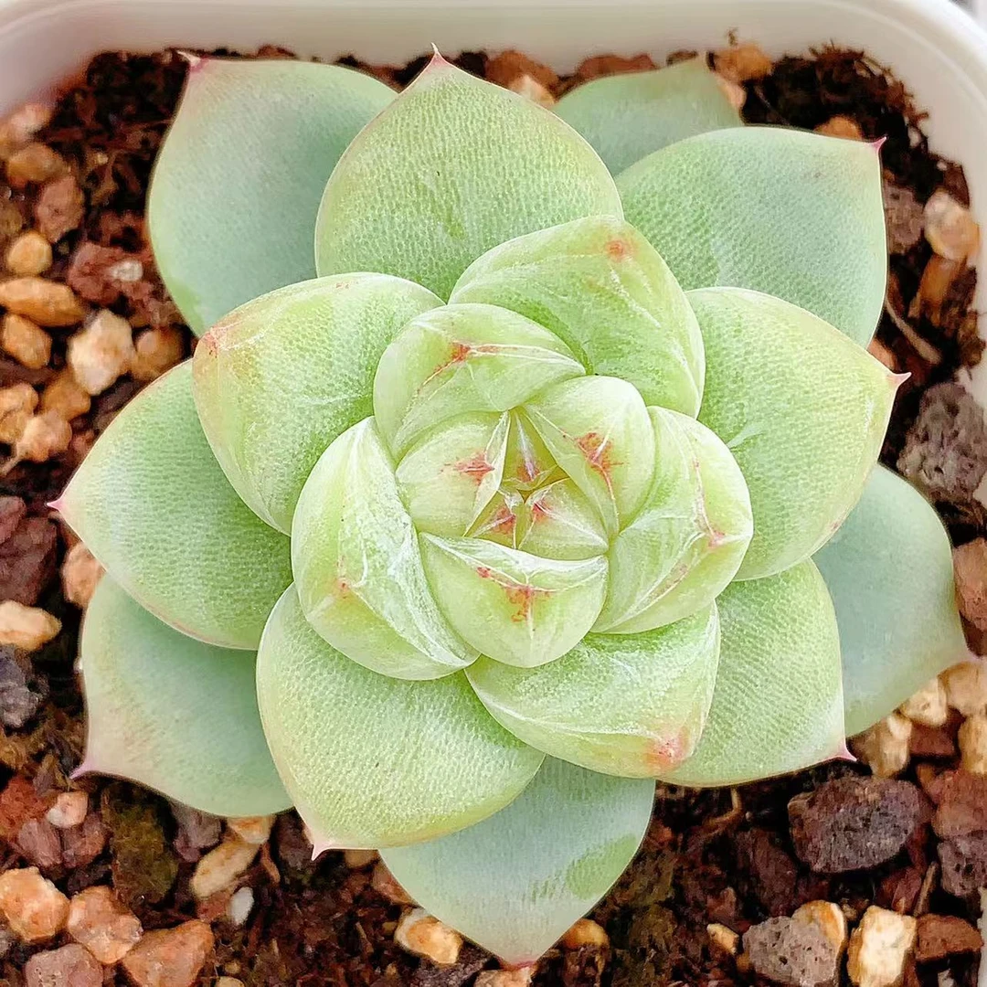 多肉植物    单头白泽一颗（尺寸4左右）满28包邮除偏远