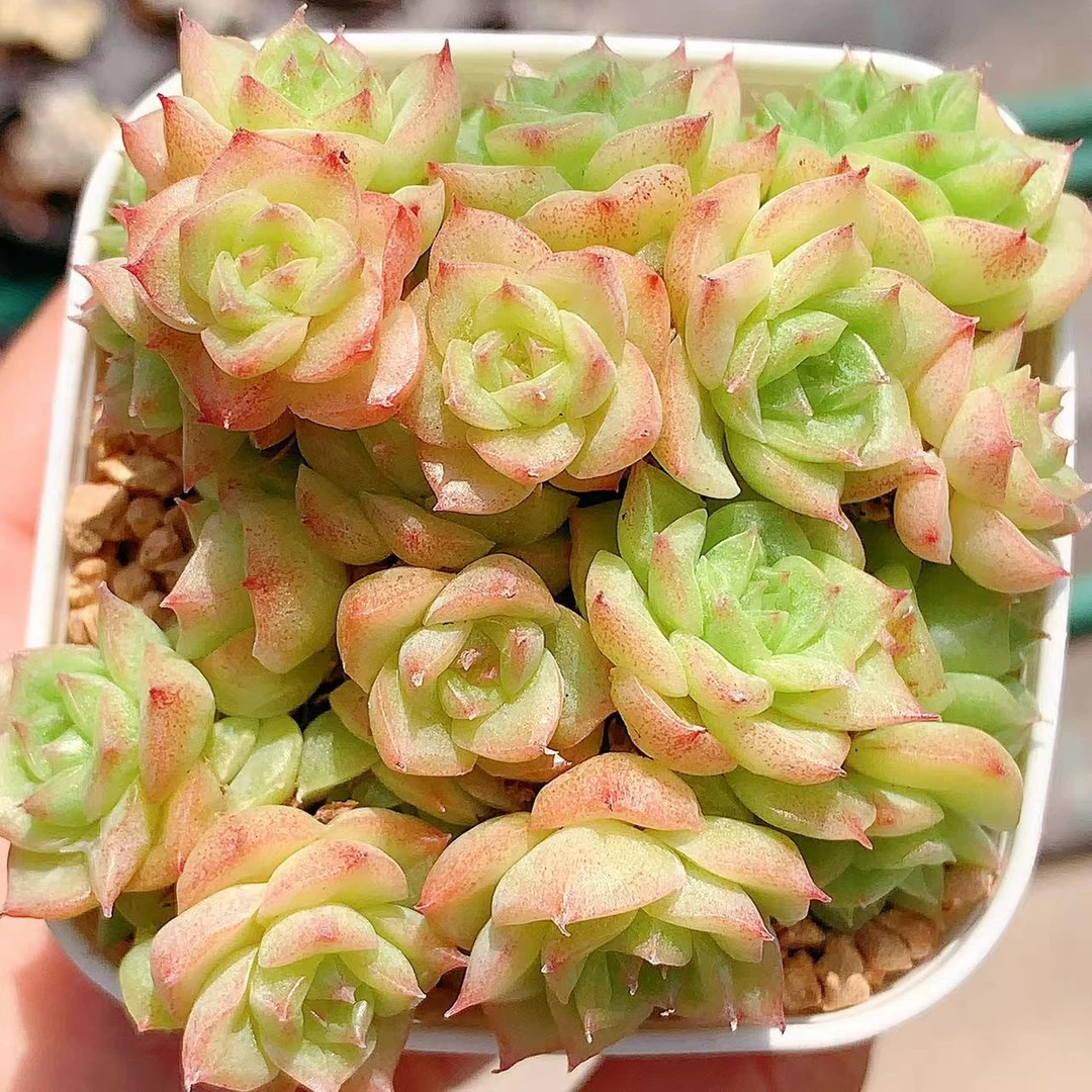 多肉植物   群生花朵麦秆一颗（尺寸5左右）满28包邮除偏远