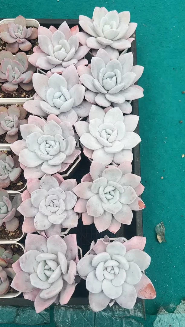 【闪购商品】单头雪莲一颗