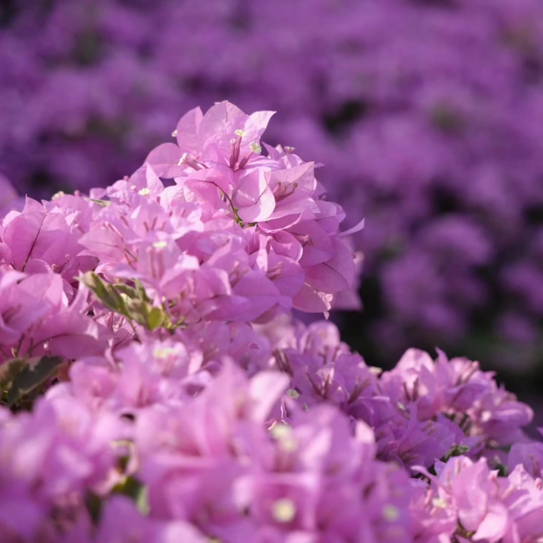 【一物一拍3】老桩三角梅造型盆景四季开花室内外可养