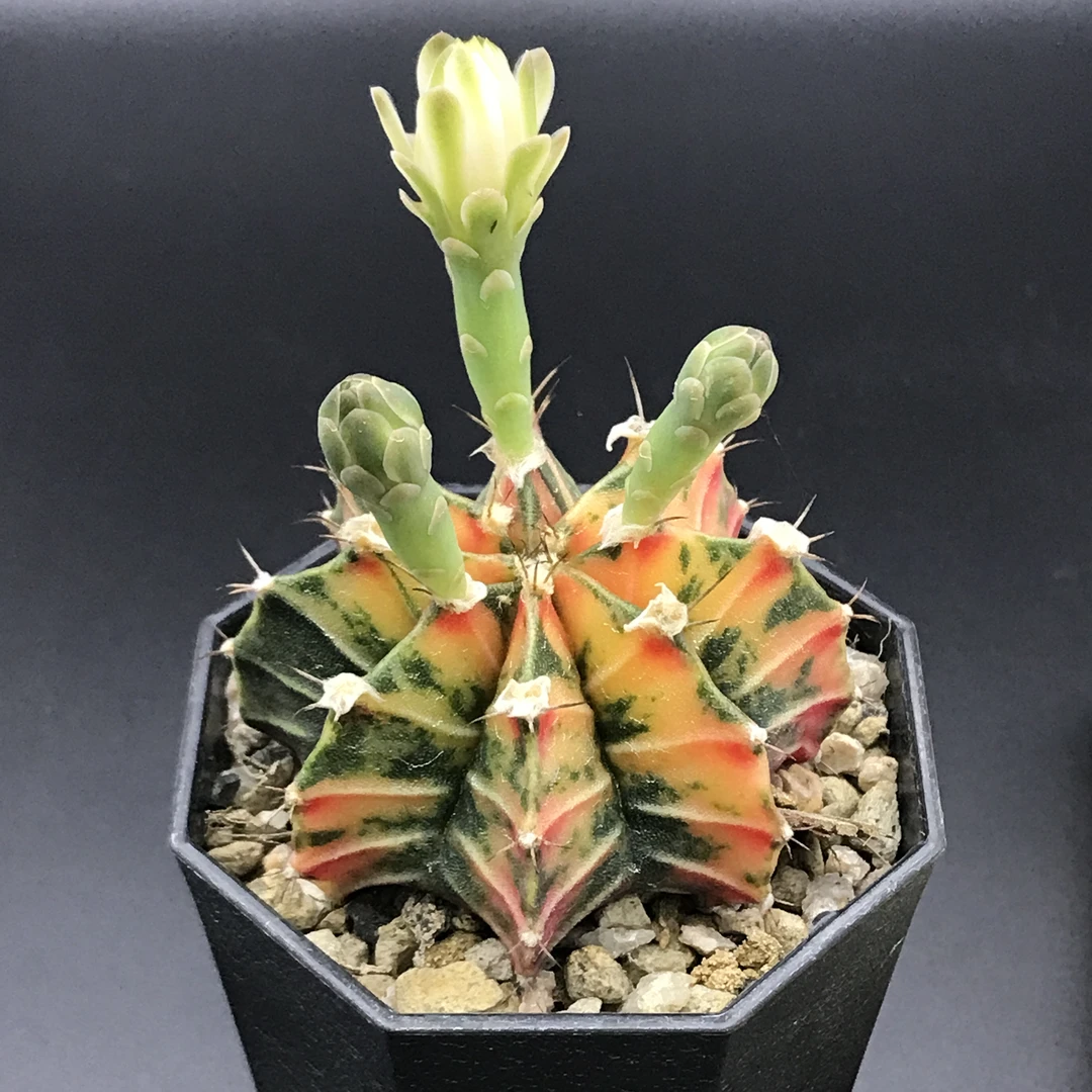 仙人球牡丹肋骨米哈实生多肉植物一物一图满38¥包邮