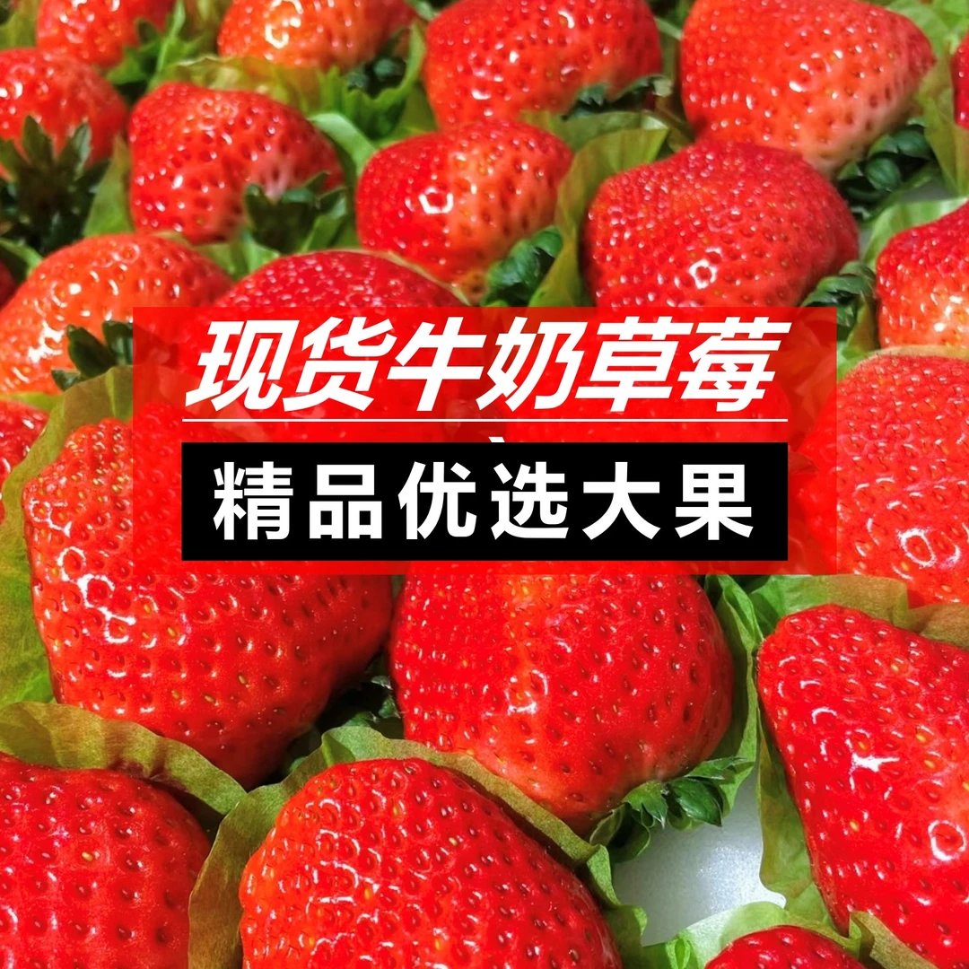 【顺丰快运】大凉山露天牛奶草莓新鲜现摘现发香甜美味