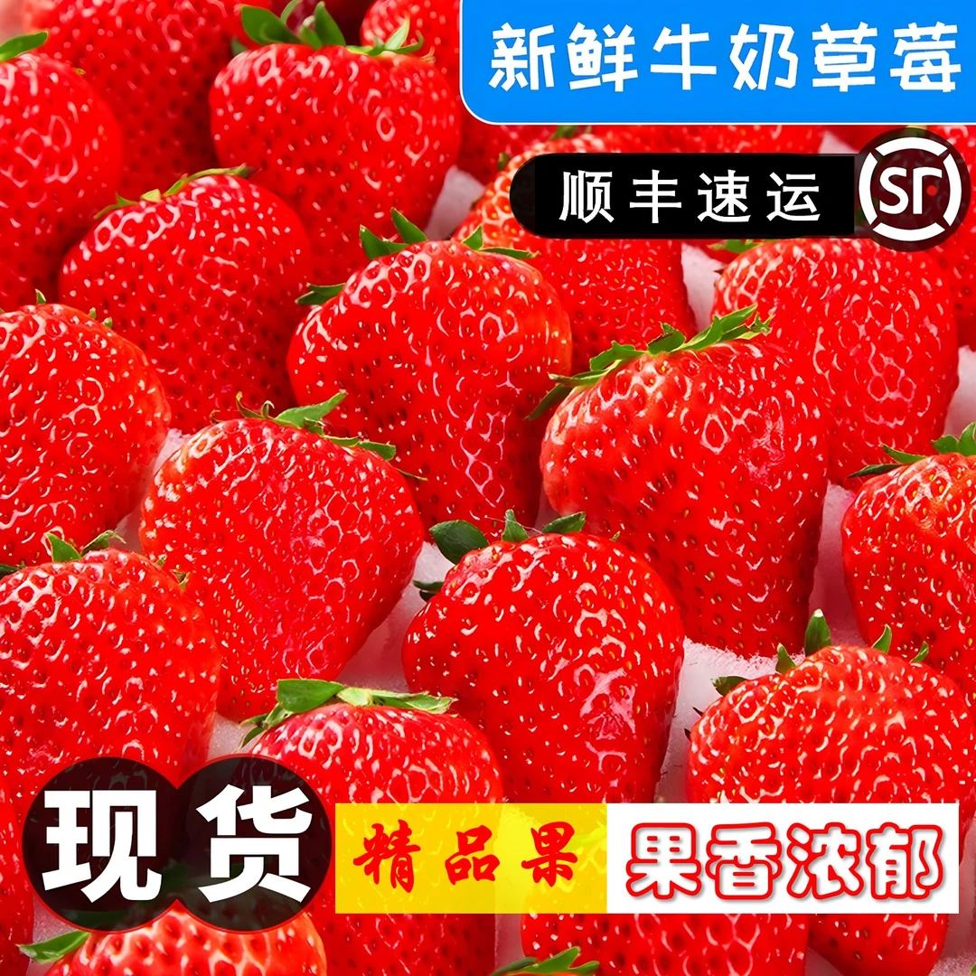 【顺丰空运】露天种植大凉山牛奶草莓新鲜现摘现发应季水果孕妇水果
