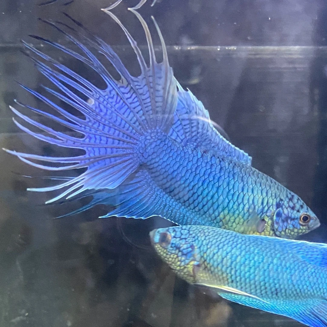 中国改良斗鱼无纹蓝游龙精品鱼免加温好养耐养冷水免打氧观赏鱼