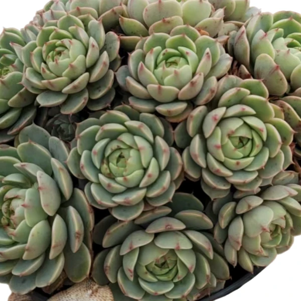 笨巴新手必拍多肉植物云南昆明发货