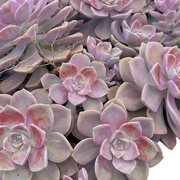 地栽紫乐25公分 新手必拍 好看好养  室内室外耐寒耐热 多肉植物