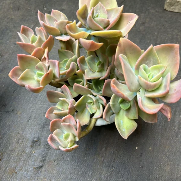 贺氏 好看好养 盆栽绿植多肉植物