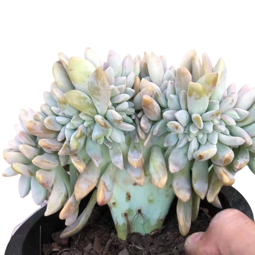 地栽小号淡雪缀化（20公分） 新手好看好养 多肉植物云南昆明发货