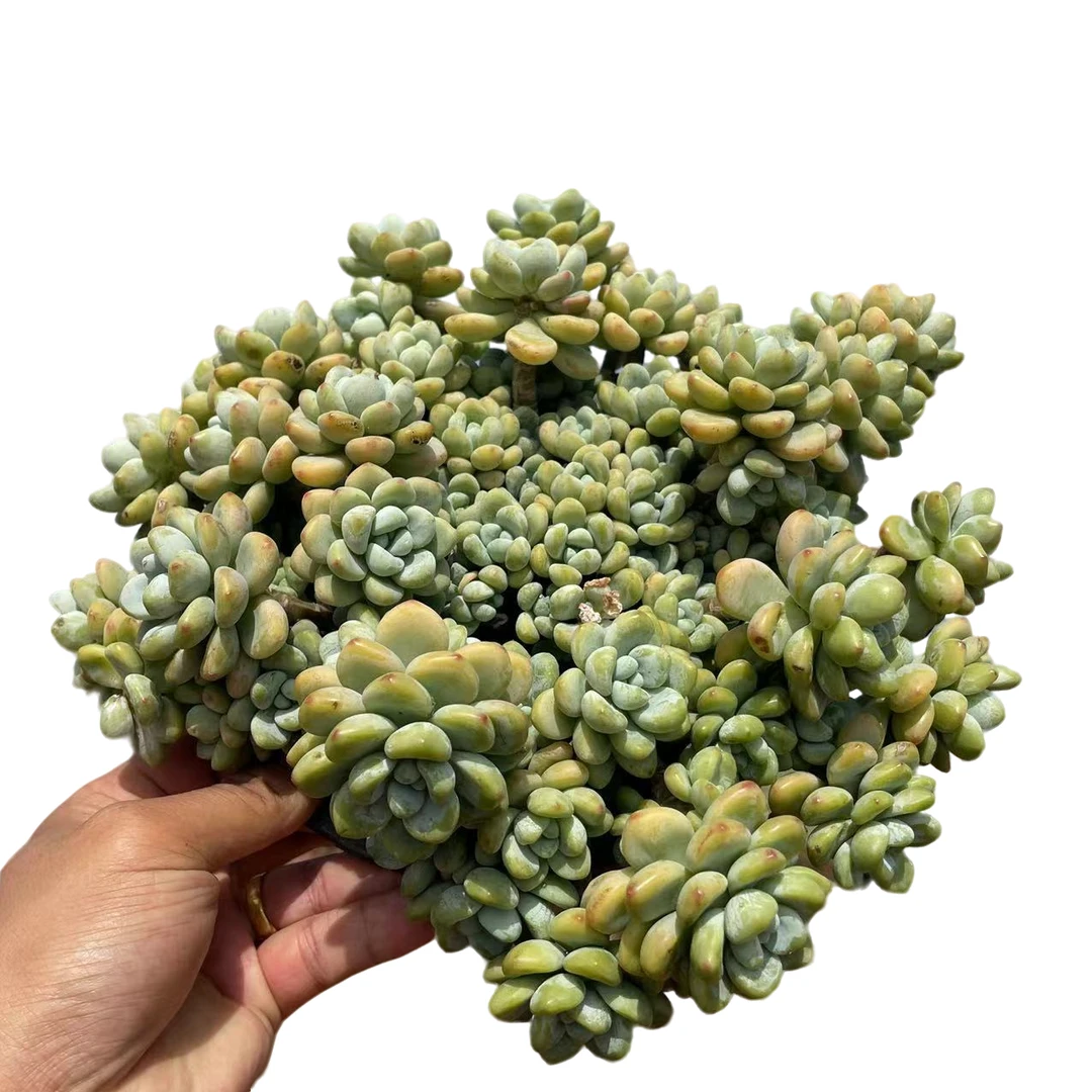 劳尔  好看好养耐寒耐热多肉植物