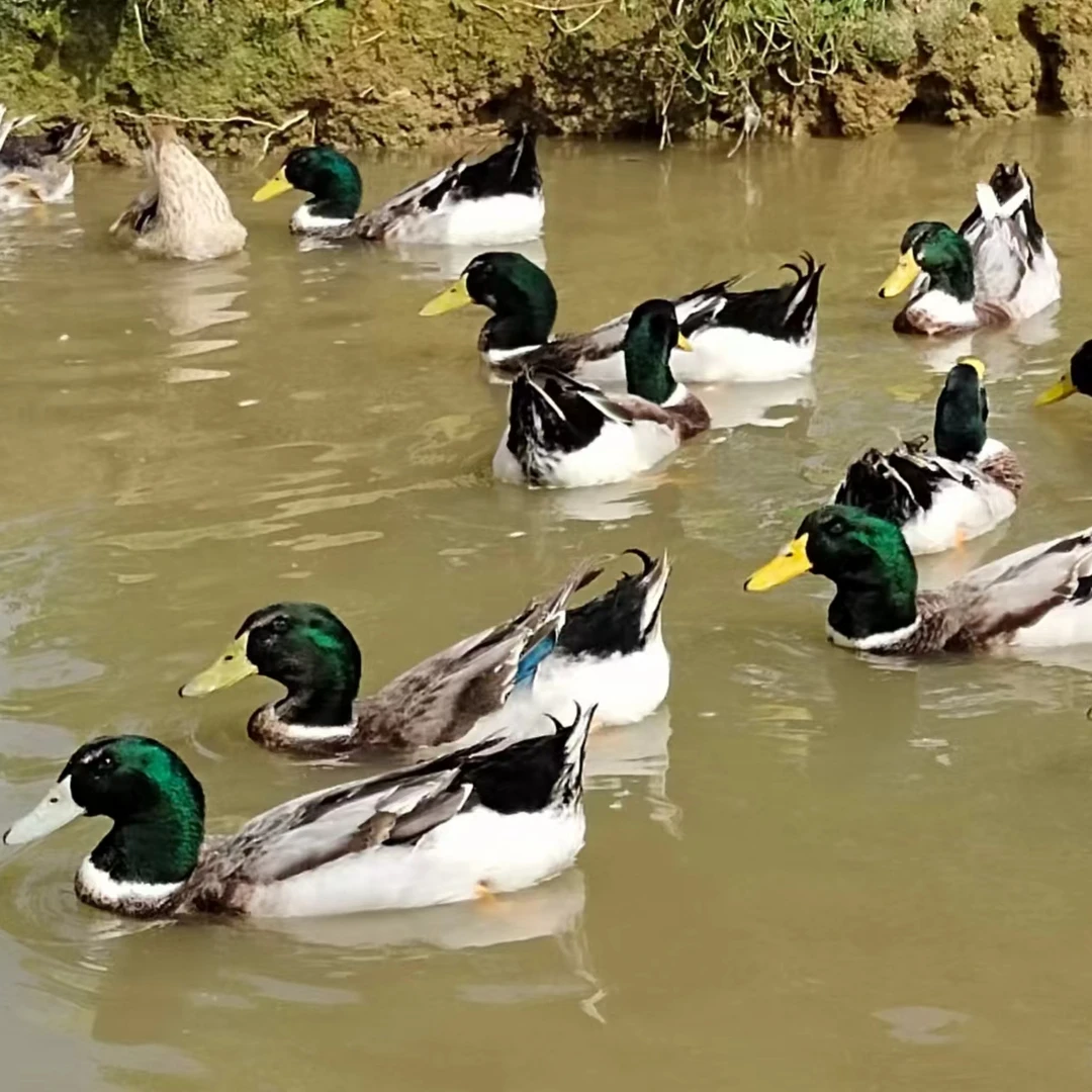 广西水库青头鸭五谷杂粮玉米鸭