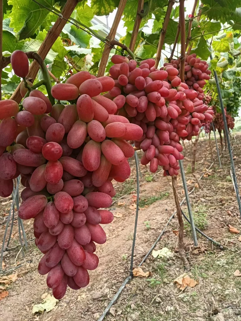 贝达嫁接克伦生   两颗   玉海苗木