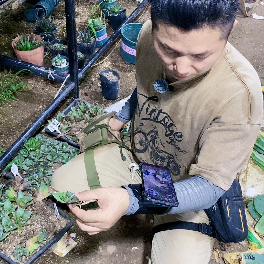 黑豹冠幅8公分左右
