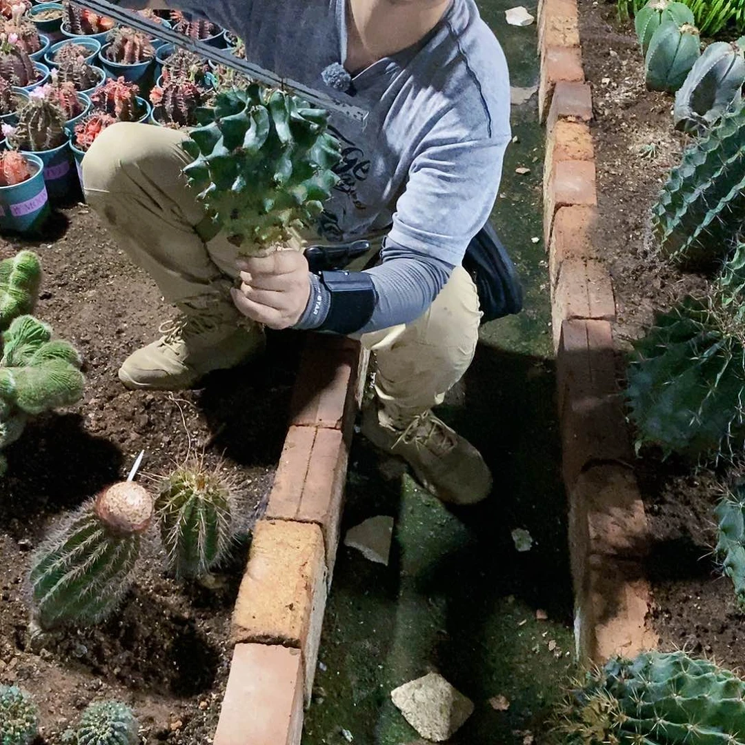 爱**秋手捧雷巨鹫玉。