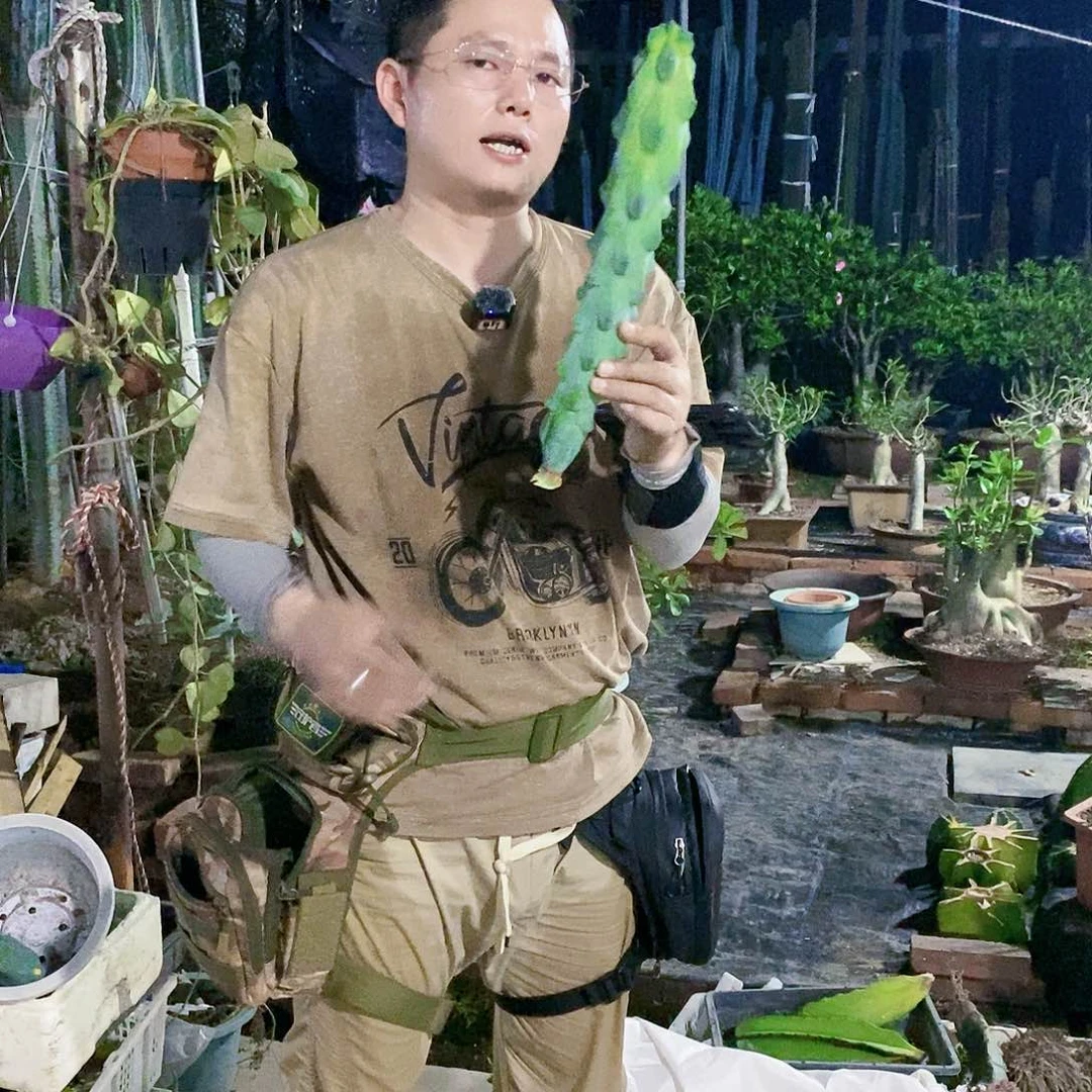 福禄寿高度30厘米左右（无根）