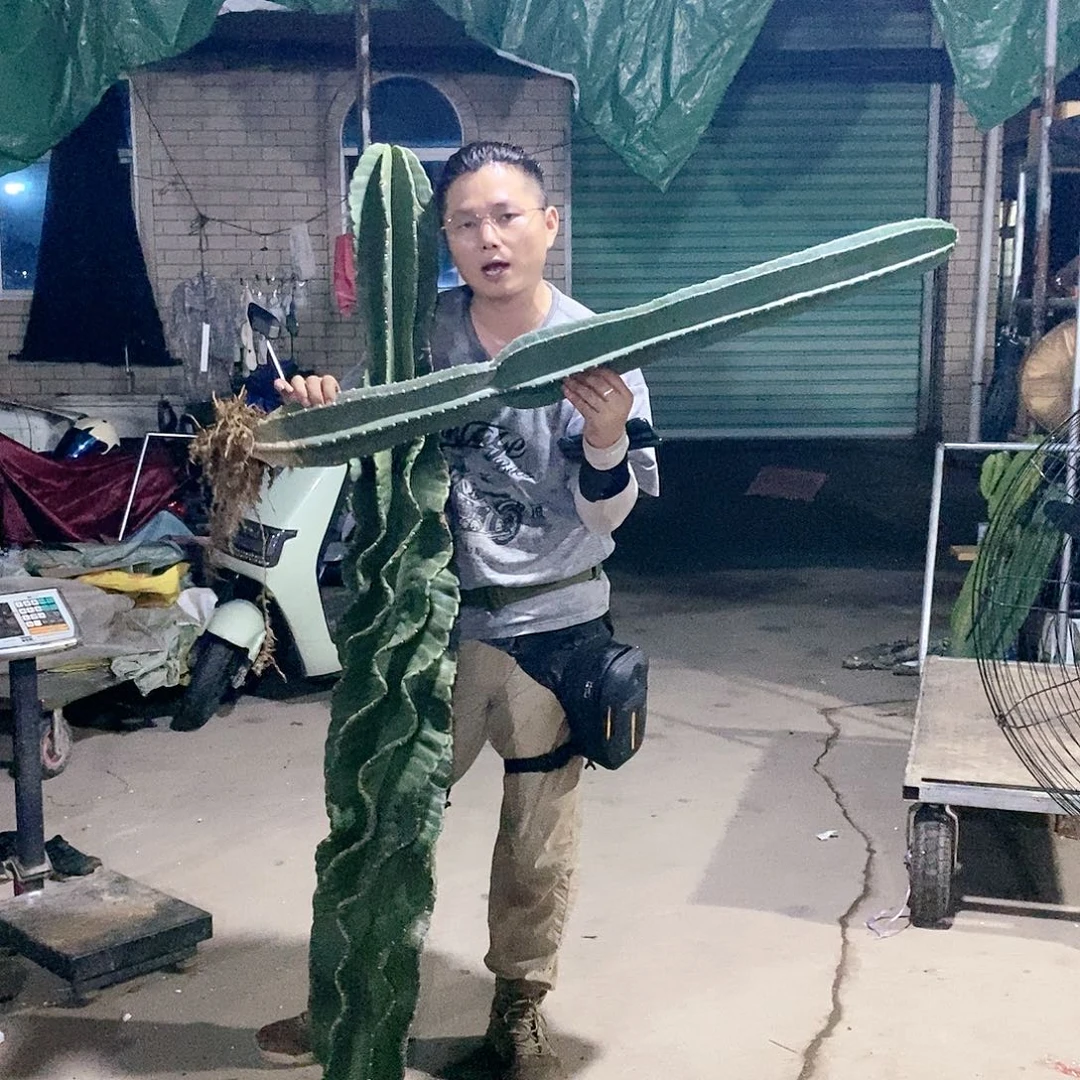 量天尺1米高有根