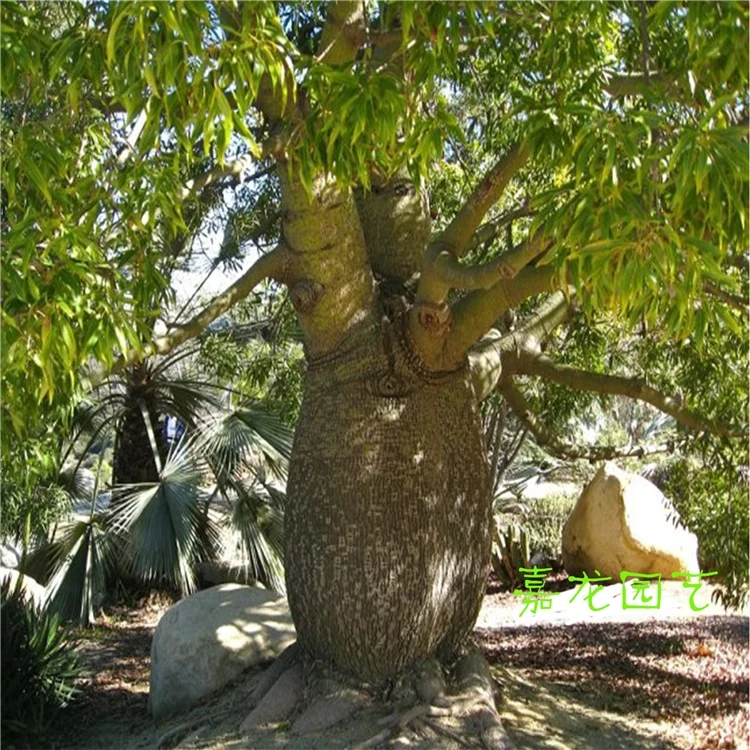 实生澳洲瓶杆树 昆士兰瓶干树 独特景观绿化植物 纺锤树瓶子树