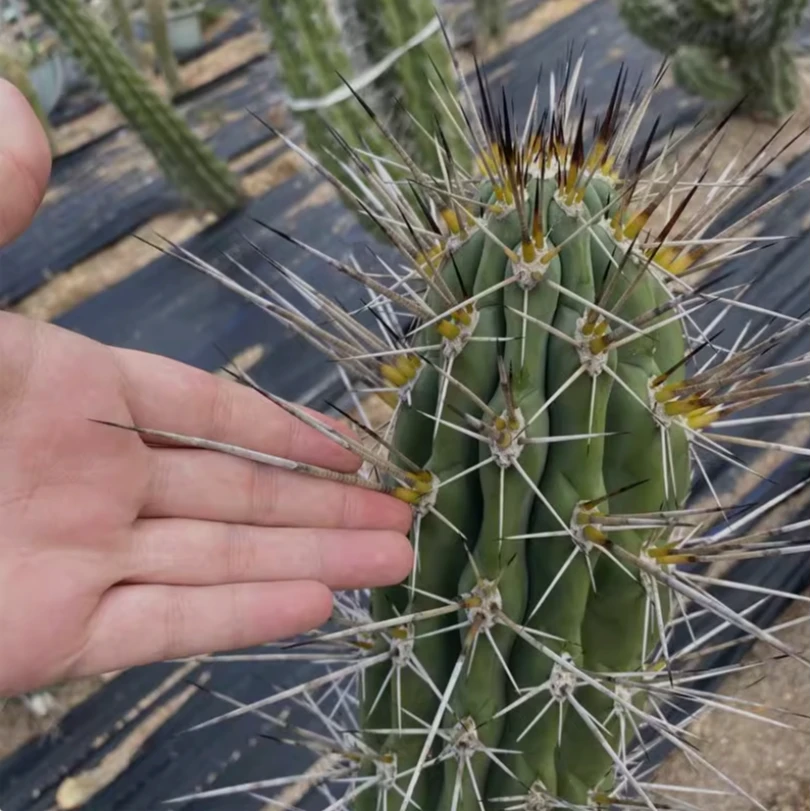 稀有近卫柱 仙人柱沙漠植物好养易活庭院阳台造景美观大气
