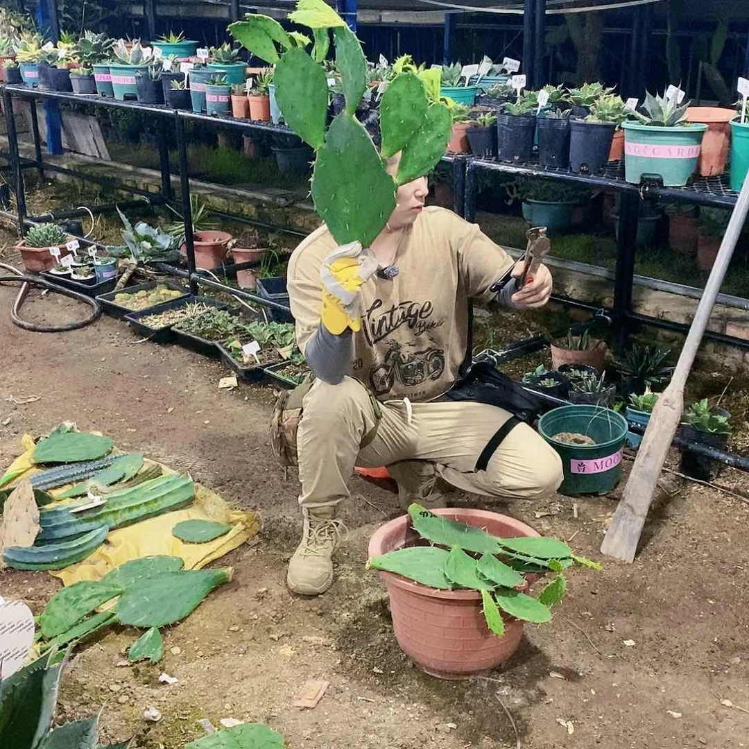 金舞团扇。