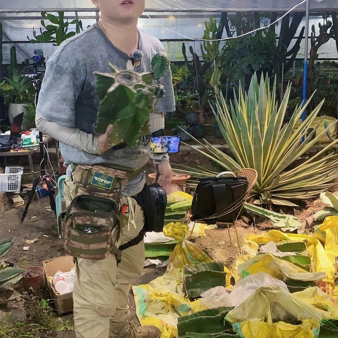 秘鲁苹果母头20至30公分左右无根