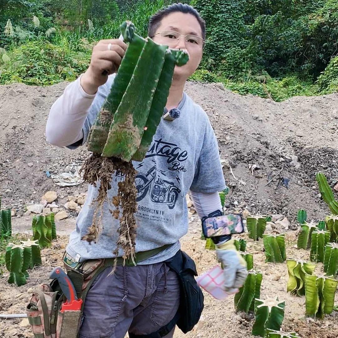 大***鱼秘鲁苹果母头有根一颗。